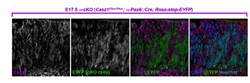 MilliporeSigma CASZ1, Guinea Pig, Unlabeled, Polyclonal, 100&mu;L; Unlabeled:Antibodies,
